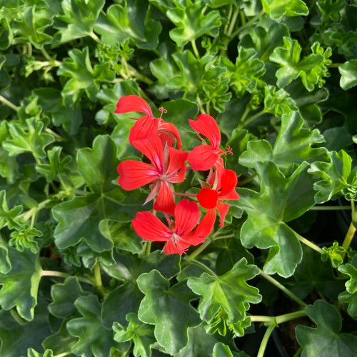 Geranium Lierre Simple Rouge