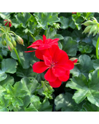 Geranium Lierre Boneta