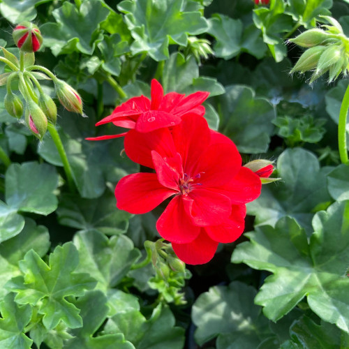 Geranium Lierre Boneta