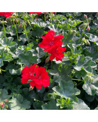 Geranium Lierre Boneta