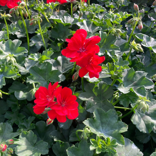 Geranium Lierre Boneta