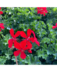 Geranium Lierre Red Blizzard (Très Florifère)