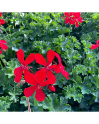 Geranium Lierre Red Blizzard (Très Florifère)