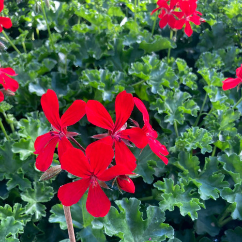 Geranium Lierre Red Blizzard (Très Florifère)