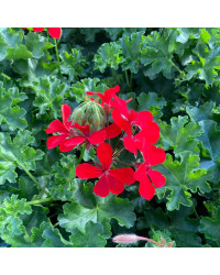 Geranium Lierre Red Blizzard (Très Florifère)