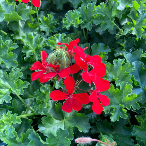 Geranium Lierre Red Blizzard (Très Florifère)