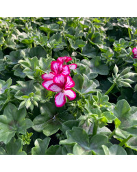 Geranium Lierre Villetta Burgundy