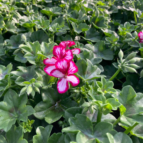 Geranium Lierre Villetta Burgundy