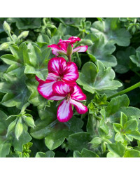 Geranium Lierre Villetta Burgundy