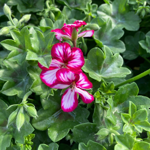 Geranium Lierre Villetta Burgundy