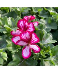 Geranium Lierre Villetta Burgundy