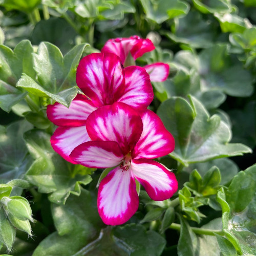 Geranium Lierre Villetta Burgundy