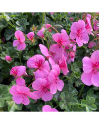 Geranium Lierre Rainbow Rose