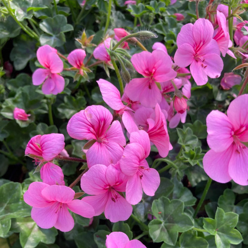 Geranium Lierre Rainbow Rose