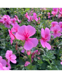 Geranium Lierre Rainbow Rose