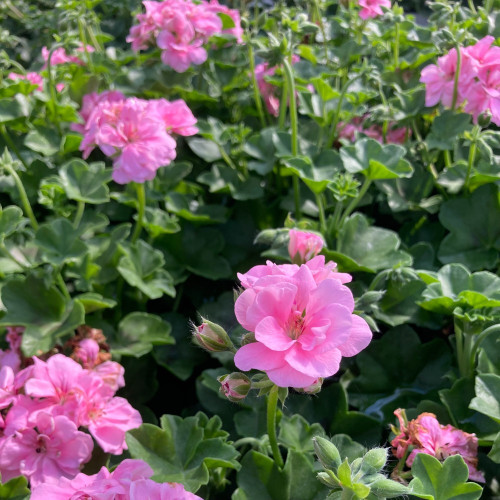 Geranium Lierre Amethyst Improved