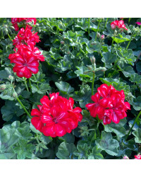Geranium lierre double kate