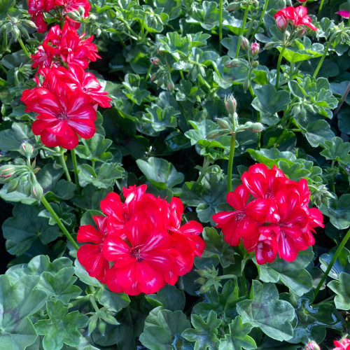 Geranium lierre double kate