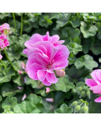Geranium Lierre Temprano Butterfly