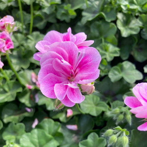 Geranium Lierre Temprano Butterfly