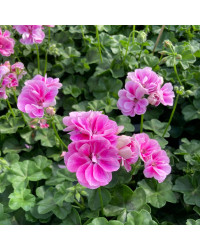 Geranium Lierre Temprano Butterfly