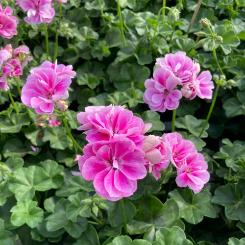 Geranium Lierre Temprano Butterfly