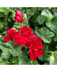 Geranium lierre double kate