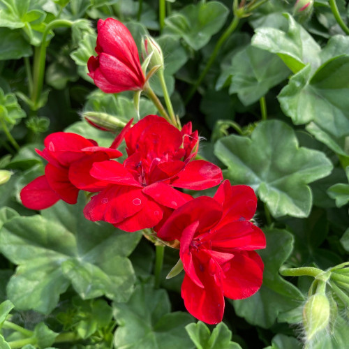 Geranium lierre double kate