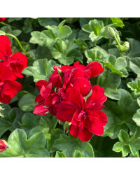 Geranium lierre double kate