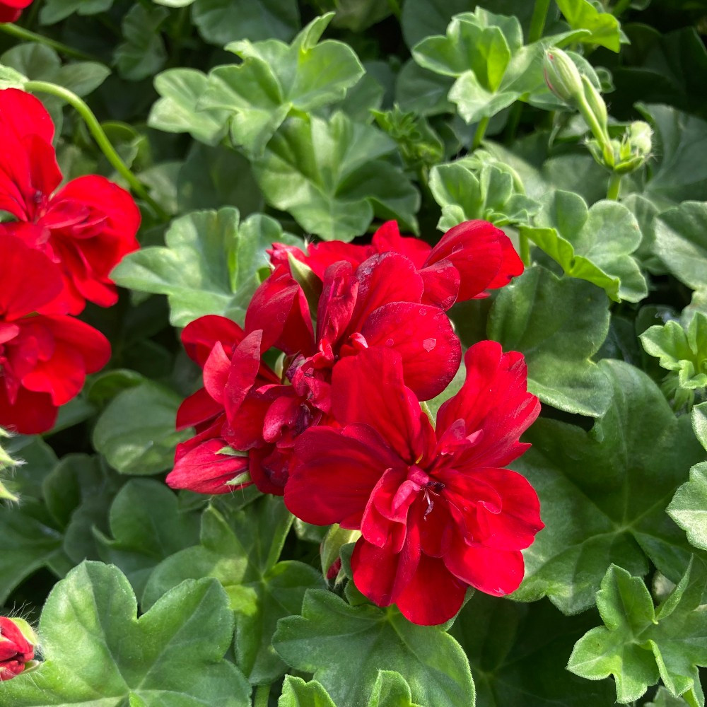 Geranium lierre double kate