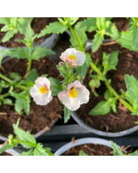 Nemesia Retombant Sunsatia Plus Anona
