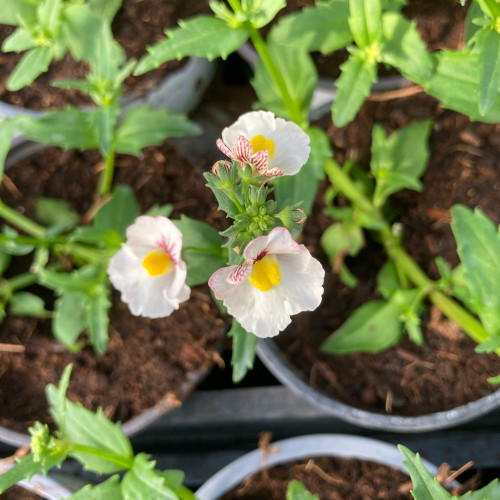 Nemesia Retombant Sunsatia Plus Anona