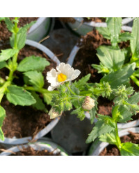 Nemesia Retombant Sunsatia Plus Anona
