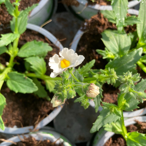 Nemesia Retombant Sunsatia Plus Anona