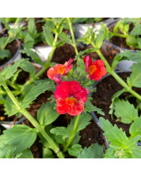 Nemesia Retombant Sunsatia Plus Granada