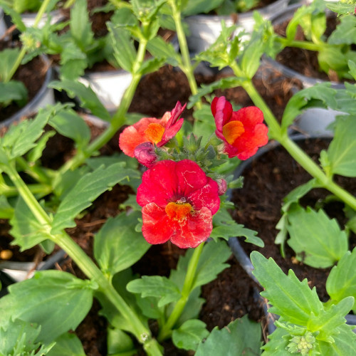 Nemesia Retombant Sunsatia Plus Granada