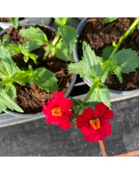 Nemesia Retombant Sunsatia Plus Granada