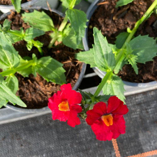 Nemesia Retombant Sunsatia Plus Granada