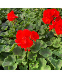 Geranium Zonal Anthony rouge