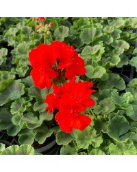 Geranium Zonal Anthony rouge