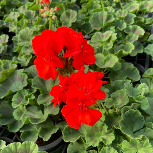 Geranium Zonal Anthony rouge