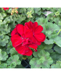 Geranium Zonal Anthony rouge