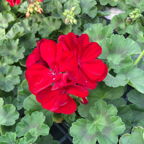 Geranium Zonal Anthony rouge
