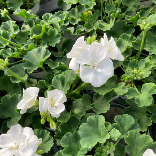 Geranium Zonal Classic White