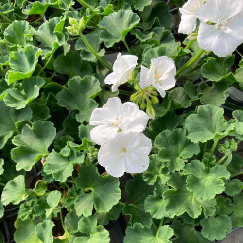 Geranium Zonal Classic White