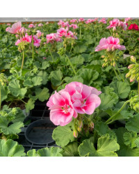 Geranium Zonal Spanish Wine Rose