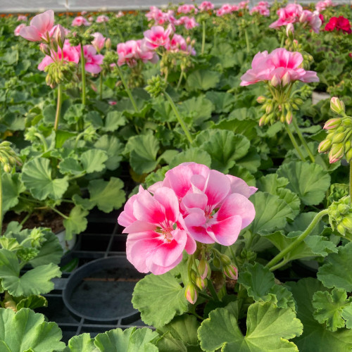 Geranium Zonal Spanish Wine Rose