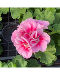 Geranium Zonal Spanish Wine Rose