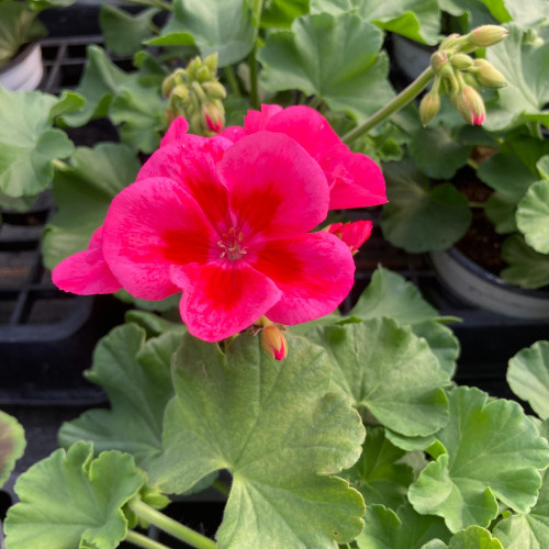 Geranium Zonal Americana Rose Mega Splash