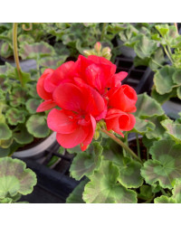 Geranium Zonal Anthony rouge